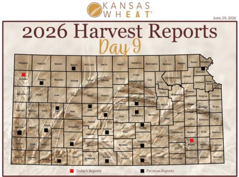 Day 9, Wheat Harvest Report