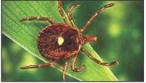 A lone star tick, which is a very aggressive tick that bites humans. A circular rash sometimes follows the bite. (Photo by Centers for Disease Control and Prevention)