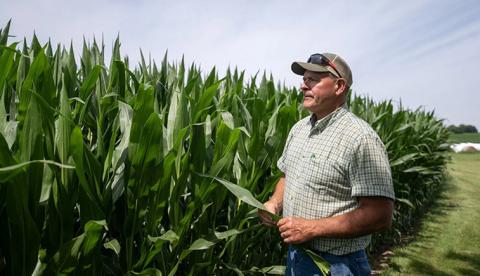 Farmer Pat Mullooly inspects his crops Friday, July 10, 2026, at his farm in Clinton, Wisconsin. His parents shepherded the farm through the 1980s farm crisis when Mullooly was a teenager. Angela Major/Wisconsin Public Radio
