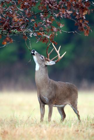 Motorists encouraged to be on the lookout for deer