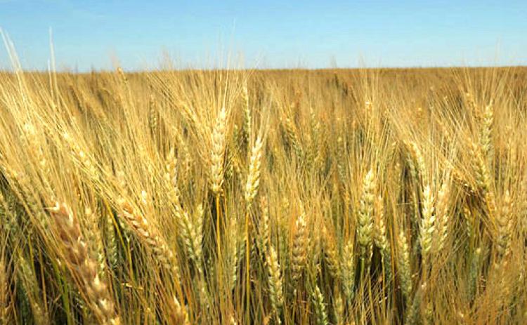 The compound effects of hot, dry, windy events account for a 4% yield reduction in Great Plains wheat, according to a K-State study published in Nature Communications.