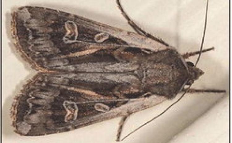 Miller moths lay up to 1,000 eggs that hatch in the spring as army cutworms, eager to feed on crop leaves. (K-State Entomology Department)