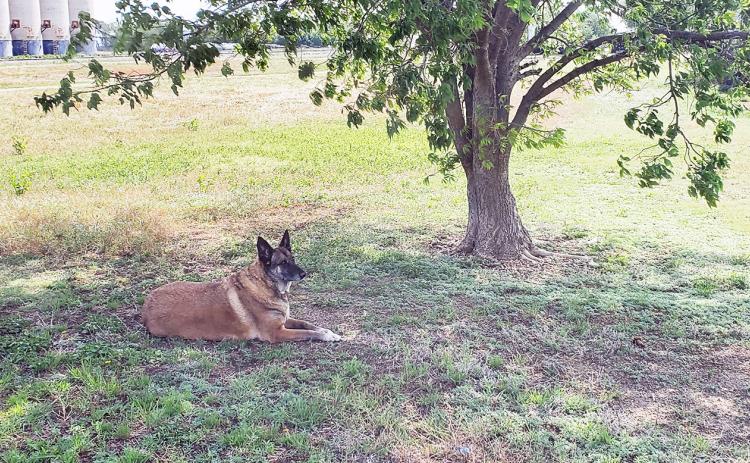 My Bestest Girl, Miss Dutchess Magoo, AKA Little Butt, Has Crossed the Rainbow Bridge
