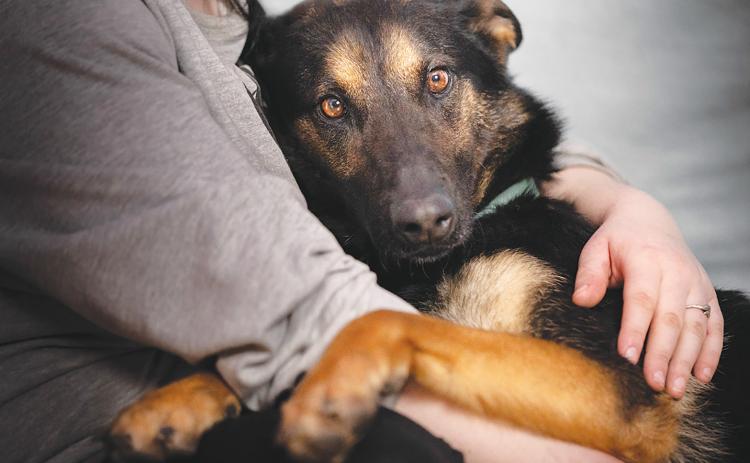 Protect your pet from fireworks stress