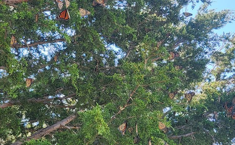 The Trees are Alive with the Flutter of Monarchs