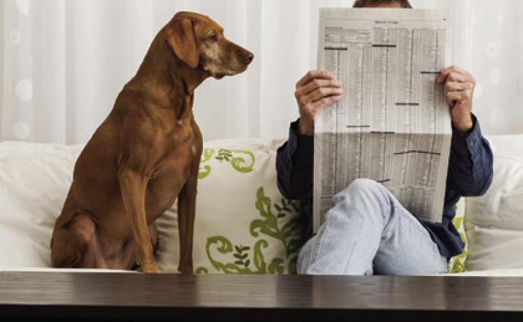 Code Enforcement Officer to City Council: 25 dog calls in 2 weeks