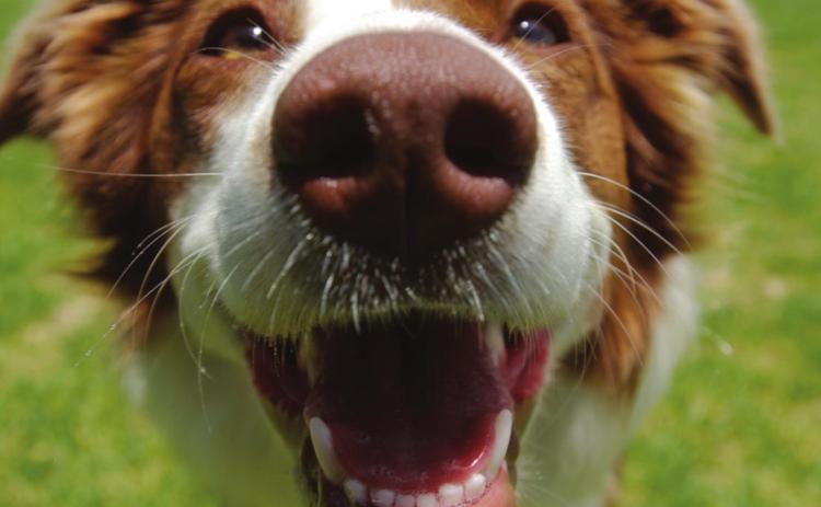 Protect Pets in Hot Weather
