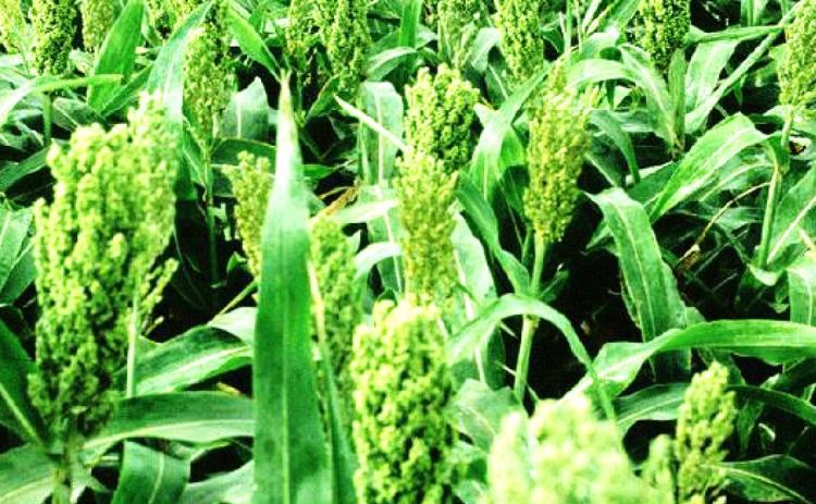 The results of the 2020 performance tests with grain sorghum hybrids are now available online from Kansas State University. KSRE File Photo