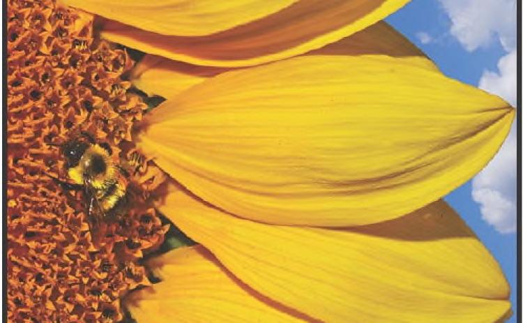 The buzz about bees