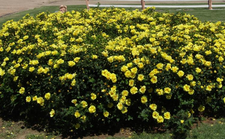 Spring Shows its Beauty
