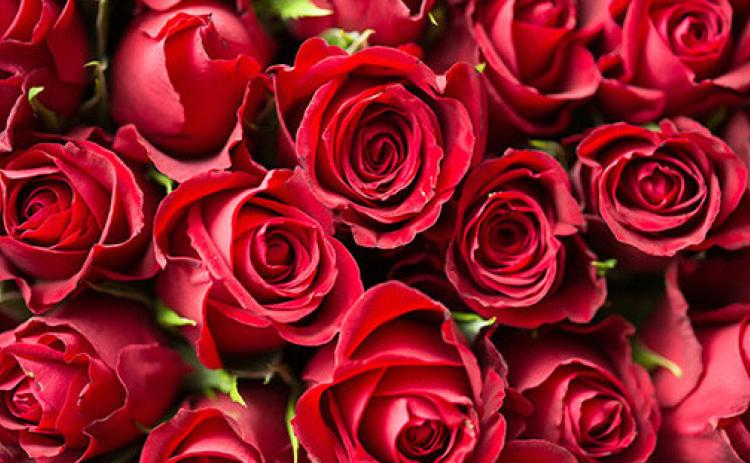 Tips to Care for Valentine’s Roses