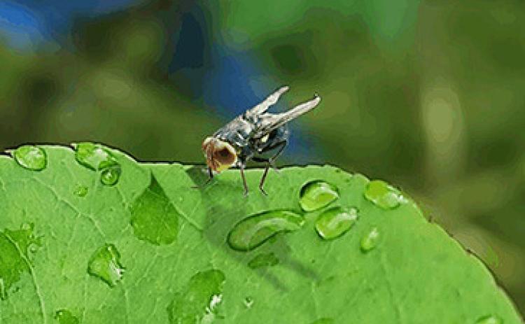 The New World screwworm is spread through fly larvae that enter open wounds. (U.S. Department of Agriculture)