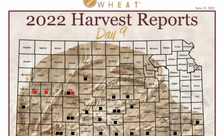 Day 9, Kansas Wheat Harvest Report