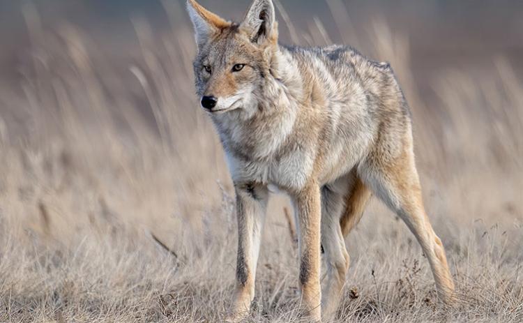 Coyote breeding season from January to March can cause the canine to be more active.