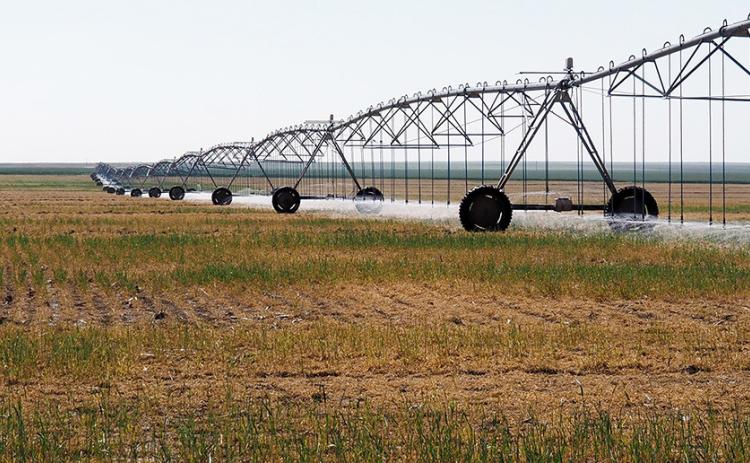 Kansas farm income in 2025 is expected to be the second highest in the past 20 years, bolstered by government payments that addressed weather challenges and depressed crop prices. (Kevin Hardy/Stateline)