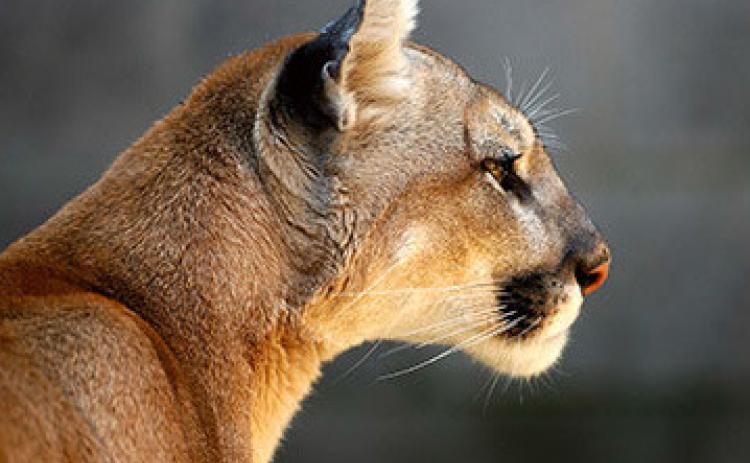 Sightings of mountain lions in Kansas are rare, but are known to happen. Young lions generally pass through the Sunflower State while looking for habitat and a mate.