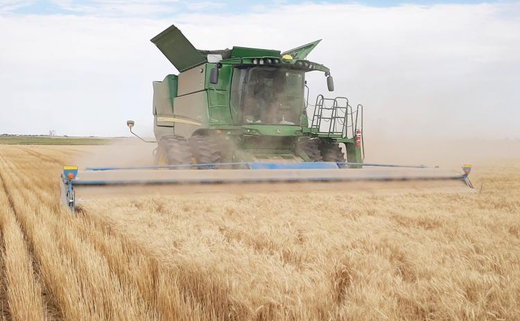The 2026 Wheat Harvest has arrived in Wichita County. In this Native Sun file photo, a local farm family begins their harvest.