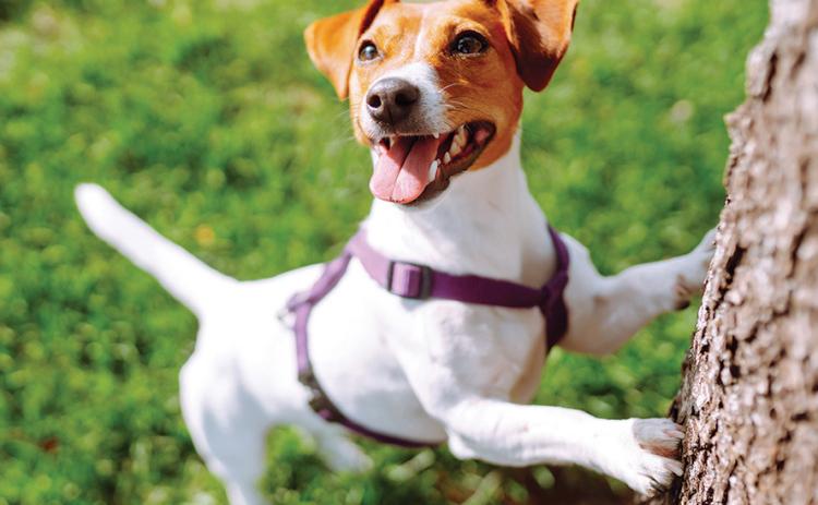 How to make a backyard safe for dogs
