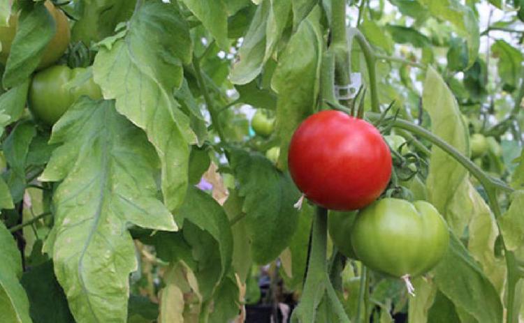 Vertical gardening provides more room for crops