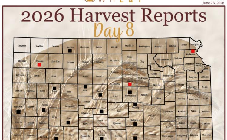 Day 8, Wheat Harvest Report
