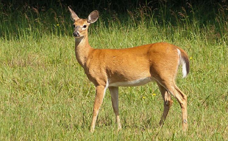 The Kansas Department of Transportation notes that 1 in 6 crashes across the state in 2018 involved a deer. Doe standing in grass field/KSRE File Photo