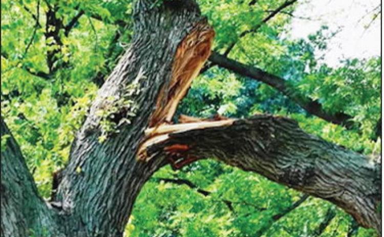 A photo of some tree damage posted by the City of leoti on social media.
