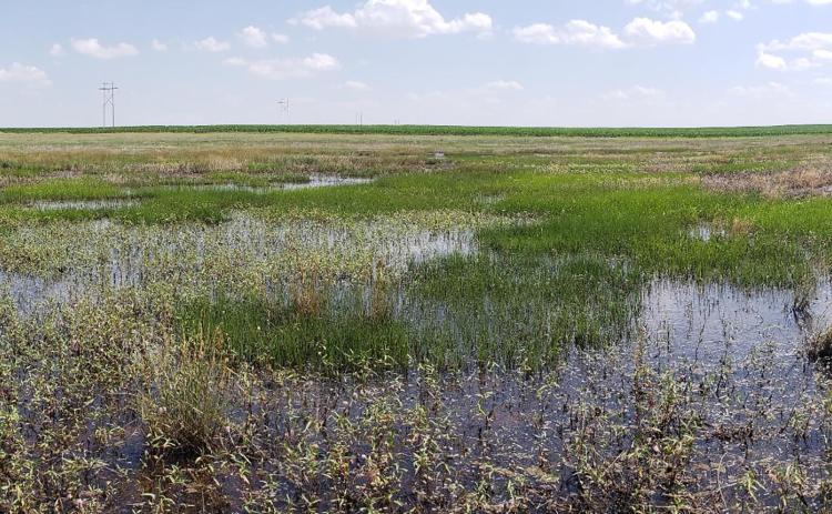 A wet playa in Wallace County, Kansas (Brittany Smith)