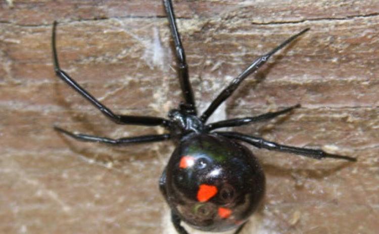 Black widow spiders seem to be more active this year, says K-State entomologist Jeff Whitworth. (Photo courtesy of K-State Department of Entomology)