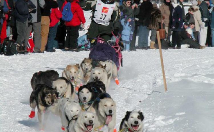 Above: Land and her string of dogs at the beginning of a race.