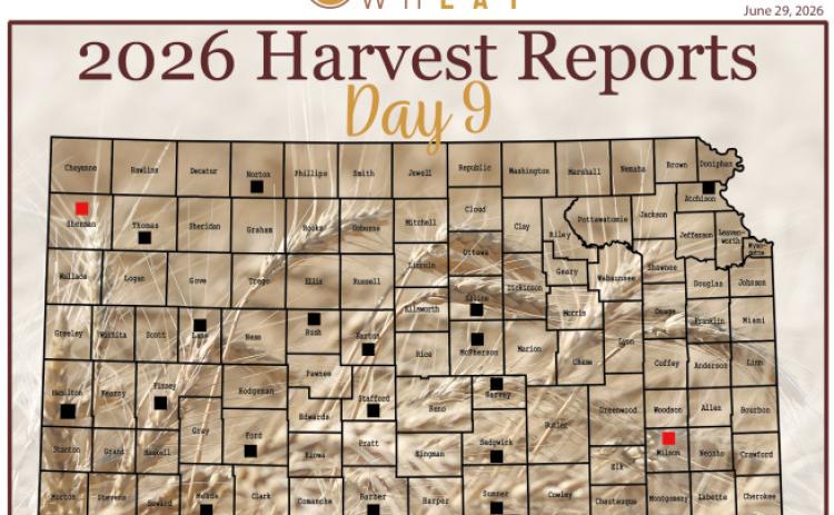 Day 9, Wheat Harvest Report
