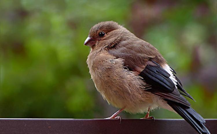 Backyard birds need a little help from homeowners to get through the winter.