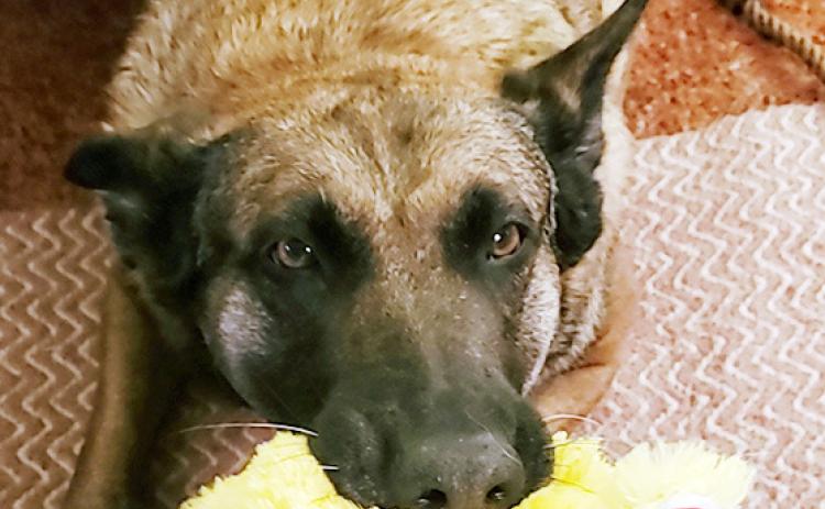 My very good girl, Dutchess, turns 10 years old on November 13. I actively resisted the idea of being her human back in October, 2015. But we won each other over. Now I wouldn't know what to do without her.