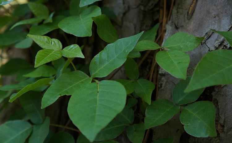Identifying poison ivy is important
