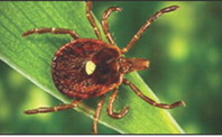 A lone star tick, which is a very aggressive tick that bites humans. A circular rash sometimes follows the bite. (Photo by Centers for Disease Control and Prevention)