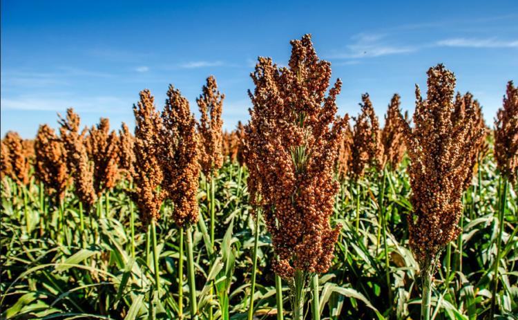 Kansas milo crop ‘tremendous’ — but low prices, disappearing markets jeopardize sales