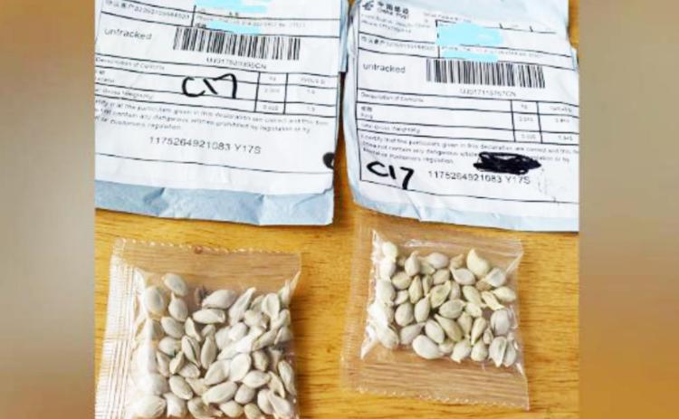 Mysterious packages of seeds have been turning up in the mail around the country (and the UK). If you receive one, report it. Washington State Dept. of Agriculture Photo