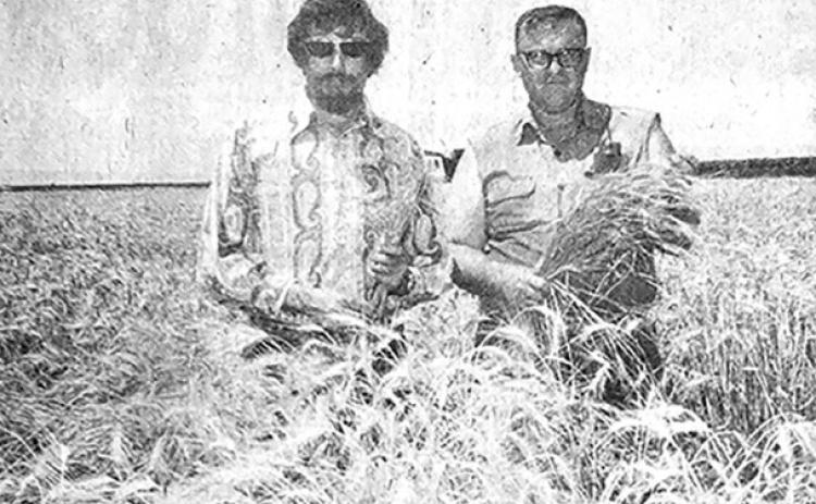Norman Ames and Earl Strong, Jr. , both of Leot i , paused an instant Saturday, July 12, [1975] in the Ames field of wheat on the Lula Cibulski irrigated land just north of Leoti. This field is part of the 155 acres of irrigated wheat planted the last of September. Par t of the field had only one irrigation during the past year. Ames, one of the progressive farmers in this district has ot her wheat elsewhere for a total of 400 acres.