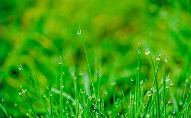 September is the best time of year to overseed home lawns. (KSRE File photo)