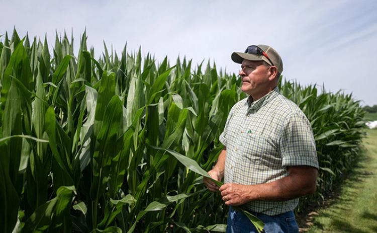 Farmer Pat Mullooly inspects his crops Friday, July 10, 2026, at his farm in Clinton, Wisconsin. His parents shepherded the farm through the 1980s farm crisis when Mullooly was a teenager. Angela Major/Wisconsin Public Radio
