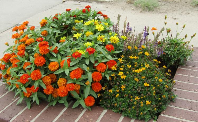 Downtown Planter Appreciation