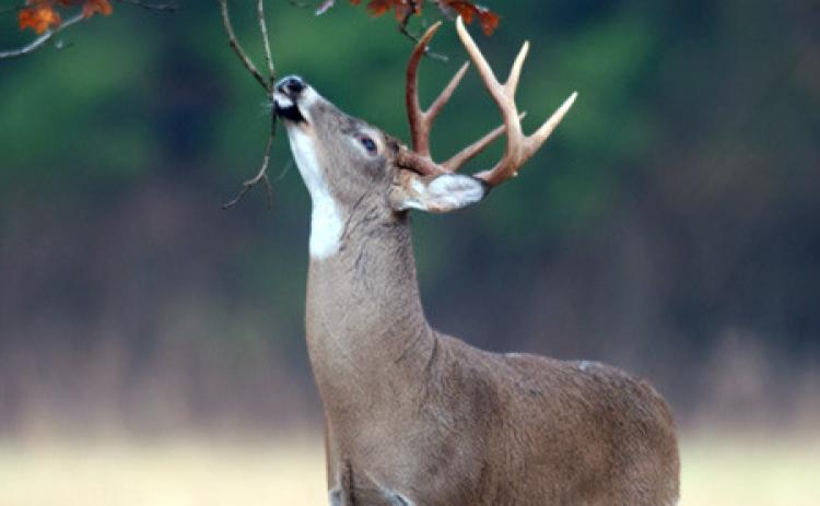 Motorists encouraged to be on the lookout for deer