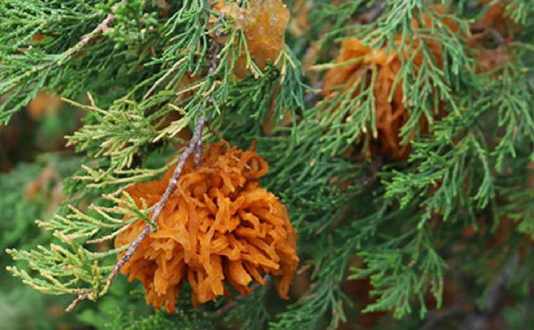 The cedar apple rust fungus is sometimes found on eastern redcedar trees in late spring.
