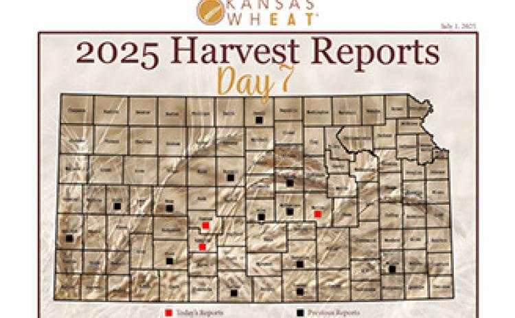 Day 7, Kansas Wheat Harvest Report 2025