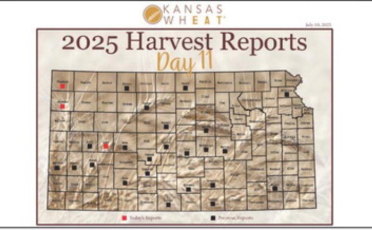 Day 11, Kansas Wheat Harvest Report
