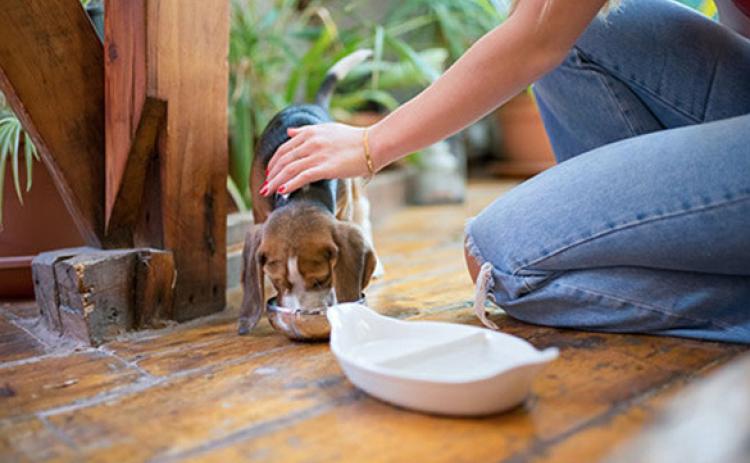 Keep pets cool, hydrated