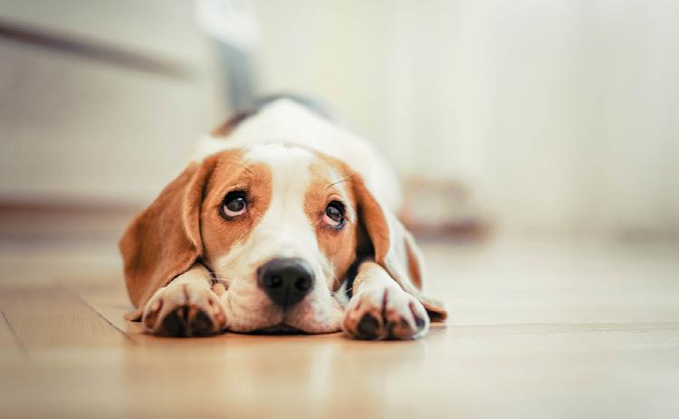 Characteristics of popular dog breeds