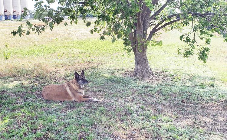 My Bestest Girl, Miss Dutchess Magoo, AKA Little Butt, Crossed the Rainbow Bridge