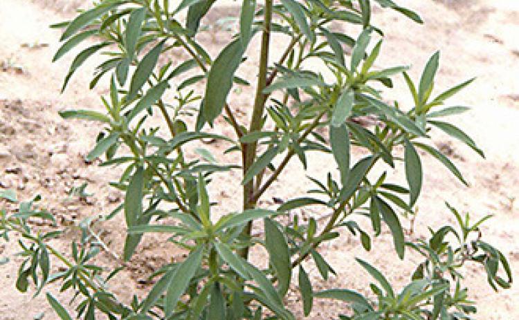 K-State weed specialist shares tips on controlling earlyemerging kochia